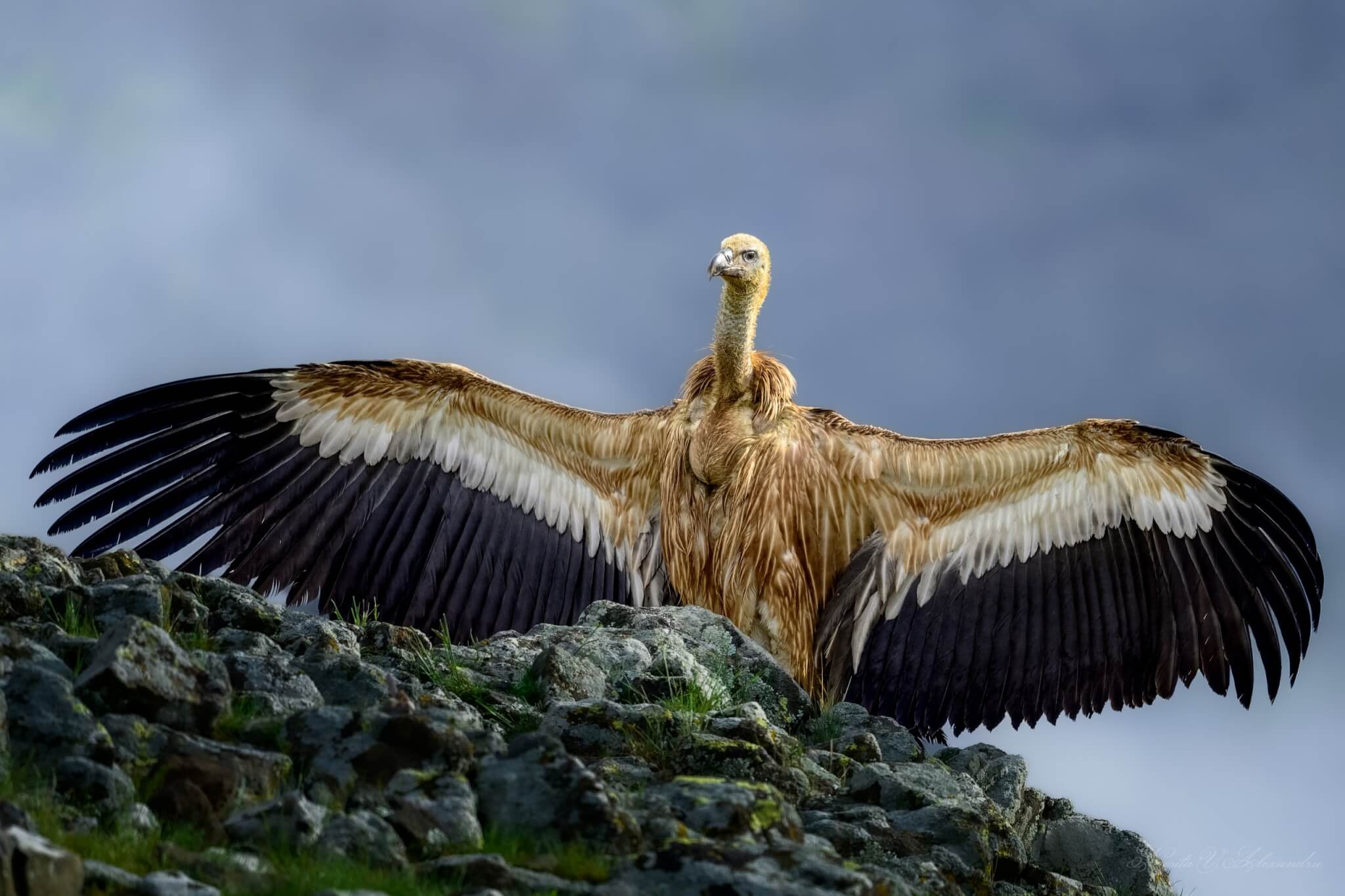 Oaia, musca și vulturii: jurnal din Madzharovo